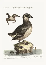 The small black and white Divers, 1749-73